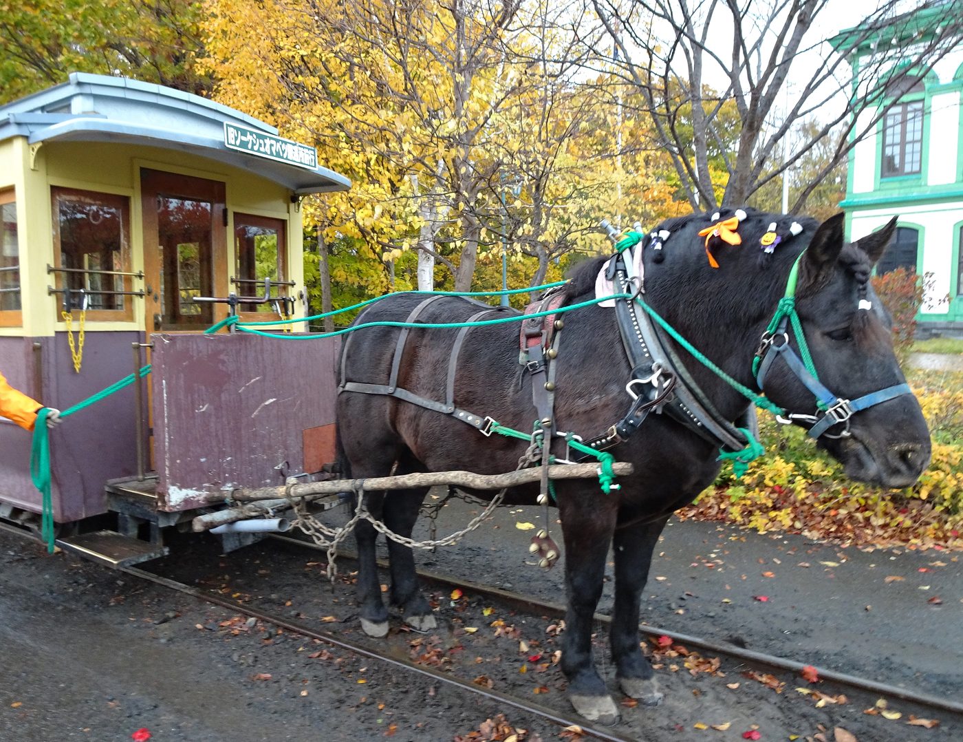 開拓の村の馬車鉄道を曳く馬
